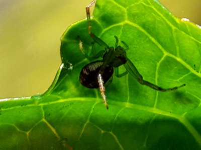 Diaea ambara 10657036