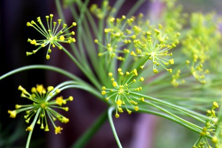 Dill Flowers (259888893) photo