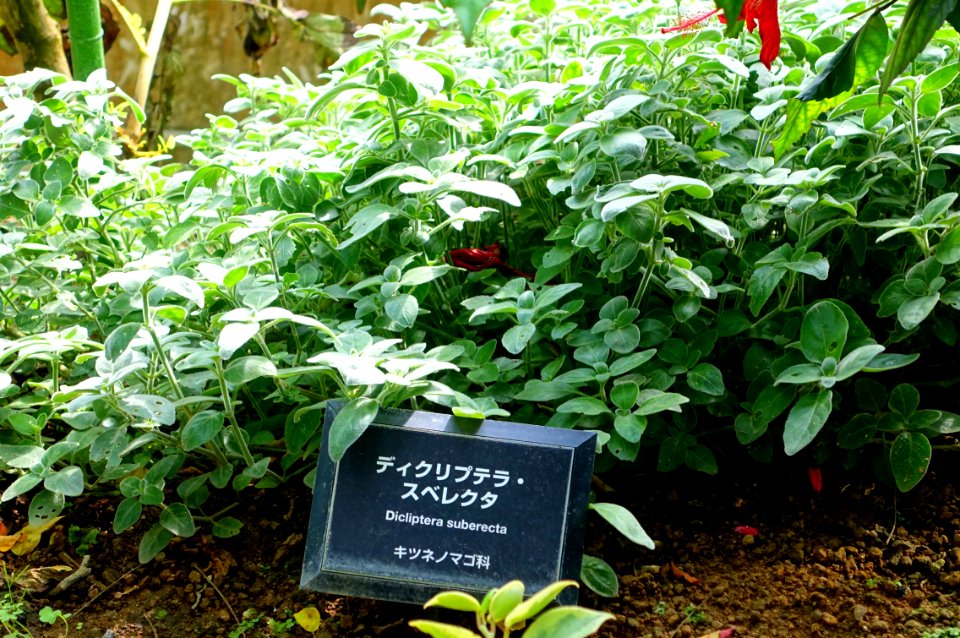 Dicliptera sericea (Dicliptera suberecta) - Shinjuku Gyo-en Greenhouse - Tokyo, Japan - DSC05774