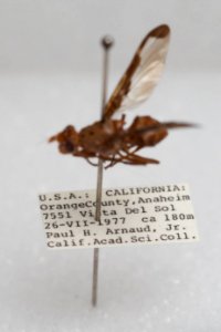 Diacrita costalis, with labels