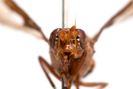 Diacrita costalis, front view