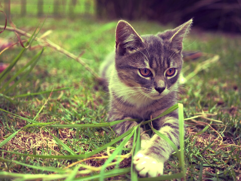 Pet animal cute