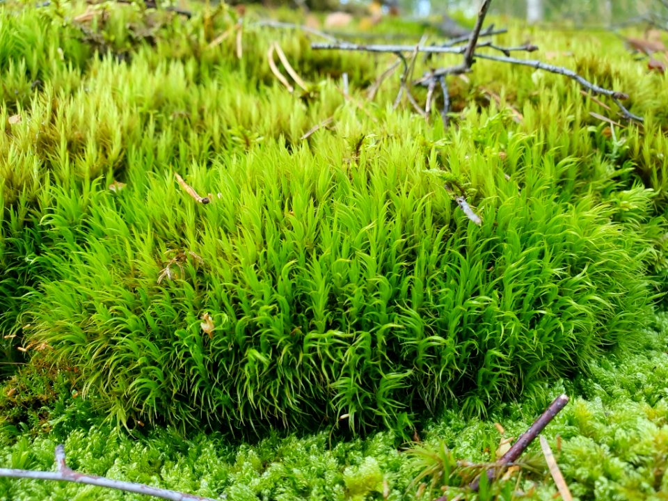 Dicranum scoparium 95825219
