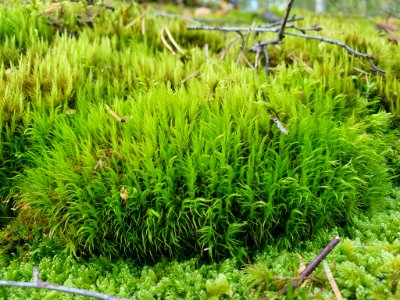 Dicranum scoparium 95825219