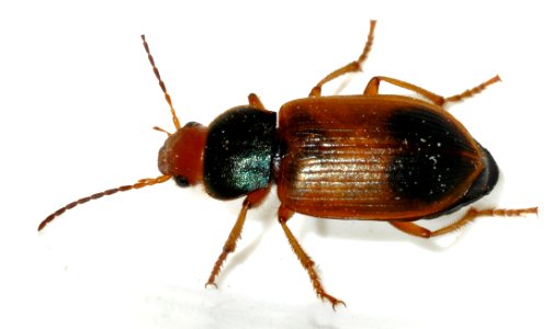 Diachromus-germanus-05-fws