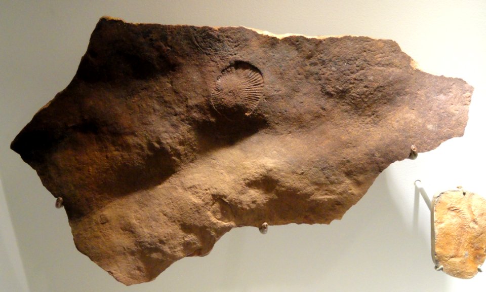 Dickinsonia costata, Ediacaran 'worm', Vendian, Ediacara Hills, south Australia - Houston Museum of Natural Science - DSC01384