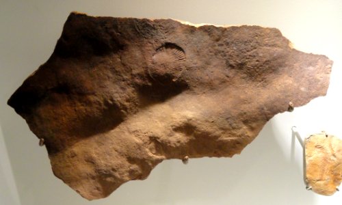 Dickinsonia costata, Ediacaran 'worm', Vendian, Ediacara Hills, south Australia - Houston Museum of Natural Science - DSC01384