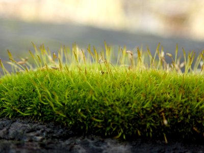 Dicranoweisia cirrata 105059577