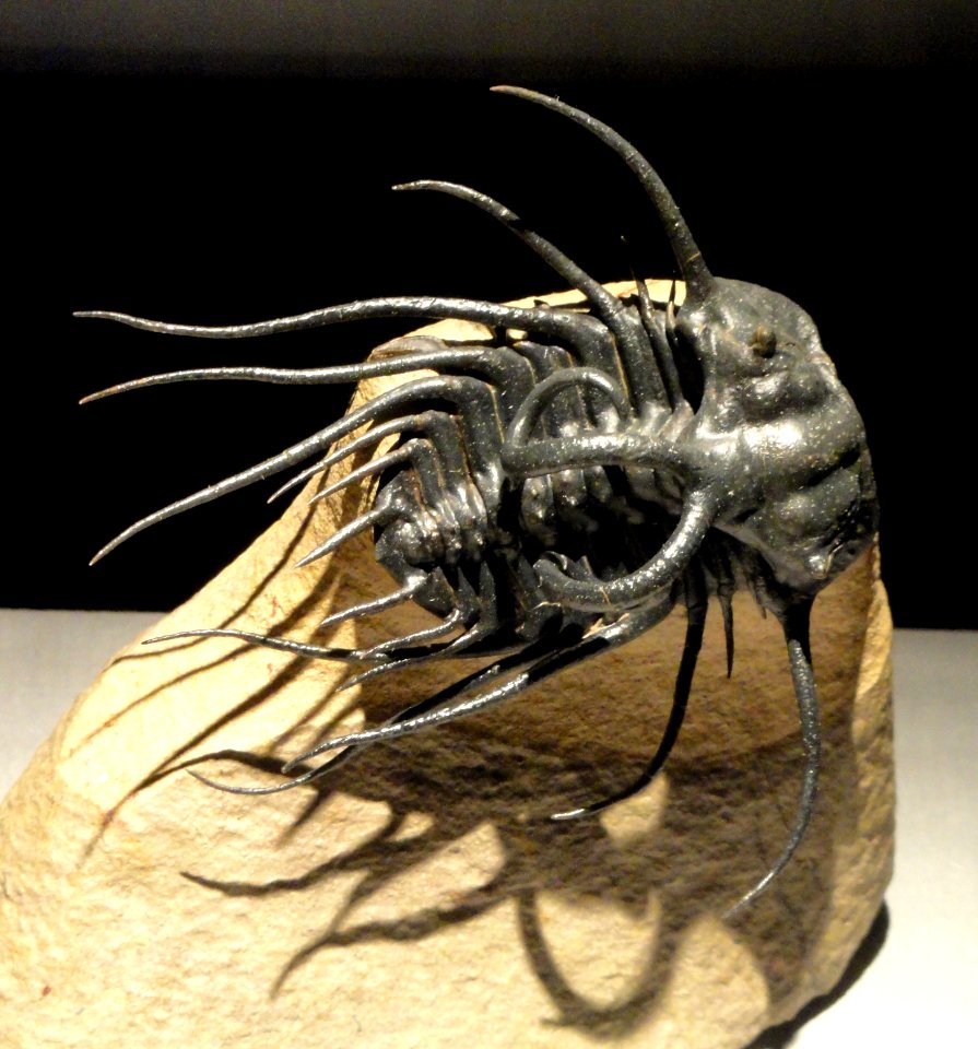 Dicranurus monstrosus, Early Devonian, Ihandar Formation, Jbel Issoumour, MaOder Region, Morocco - Houston Museum of Natural Science - DSC02021