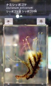 Dicranum polysetum - National Museum of Nature and Science, Tokyo - DSC07508