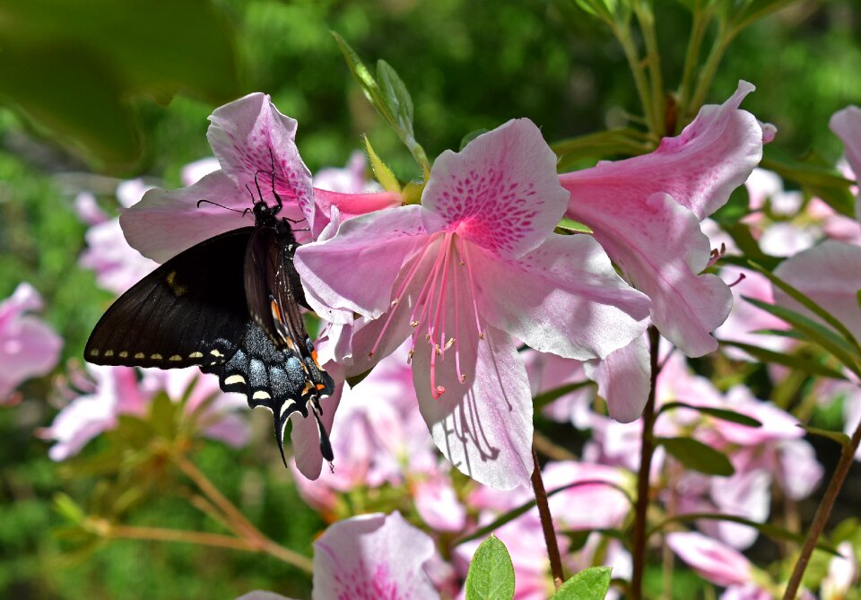 Partly-shaded pollinator insect