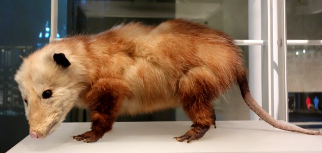 Didelphis virginiana - National Museum of Nature and Science, Tokyo - DSC07526