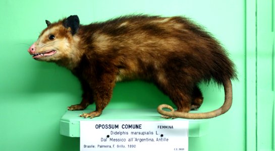 Didelphis marsupialis (female) - Museo Civico di Storia Naturale Giacomo Doria - Genoa, Italy - DSC02963