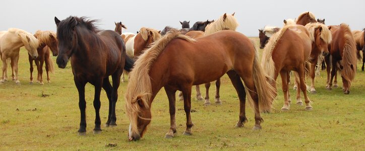 Horses iceland meadow