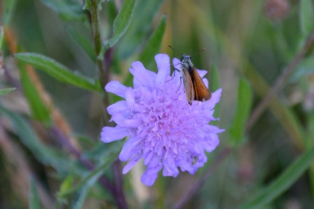 Dickkopffalter auf Blüte von oben