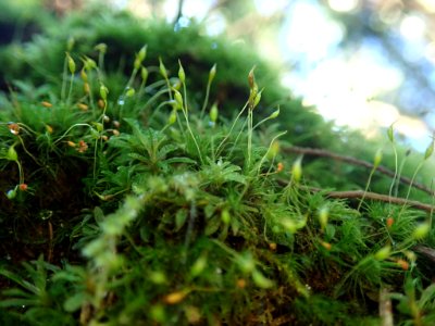 Dicranella heteromalla 101399363