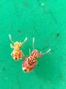 Dicyrtomina ornata 58628939