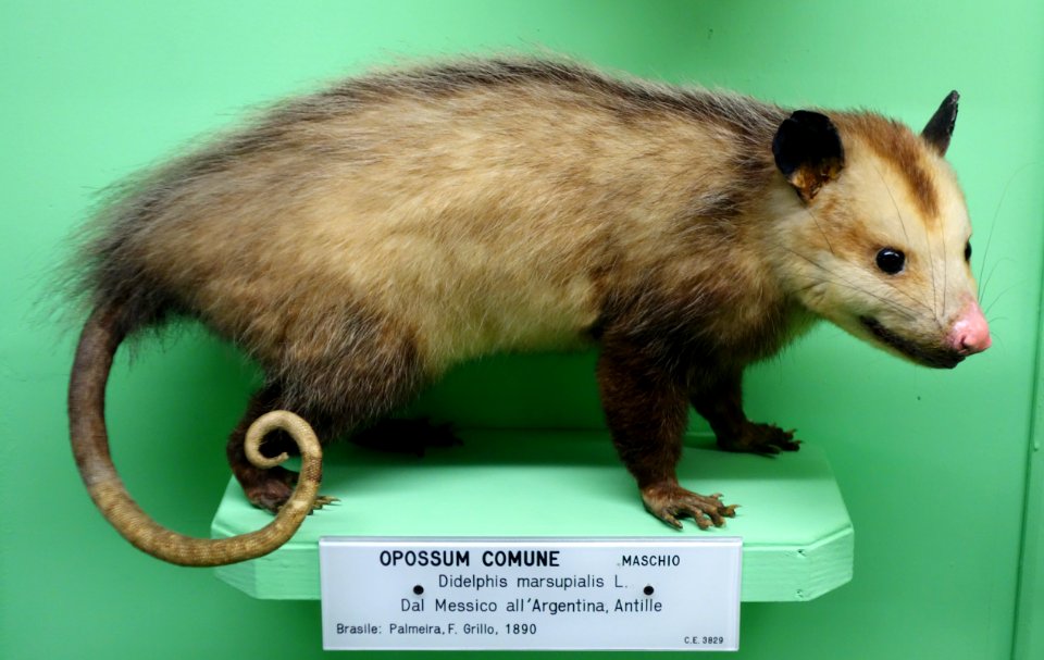 Didelphis marsupialis (male) - Museo Civico di Storia Naturale Giacomo Doria - Genoa, Italy - DSC03001