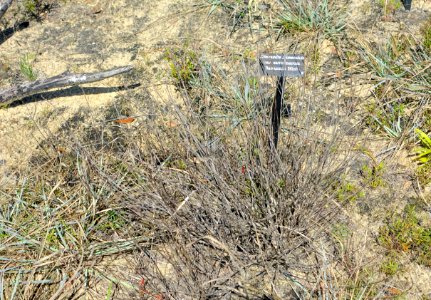 Dicerandra frutescens subsp. savannarum (Dicerandra immaculata var. savannarum) - Bok Tower Gardens - DSC02159