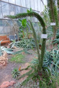 Didierea trollii - Botanischer Garten - Heidelberg, Germany - DSC01299