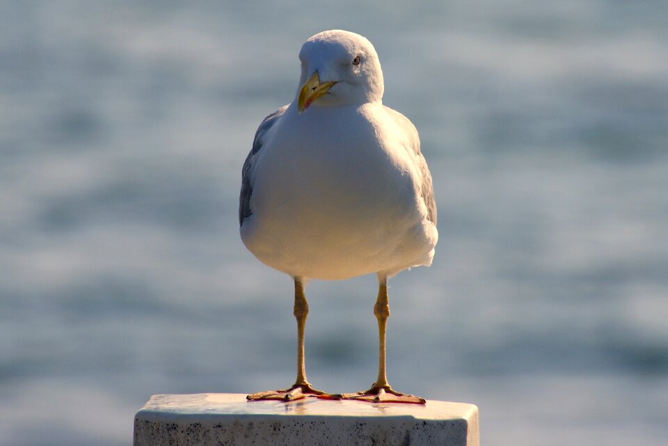 Water bird animal free