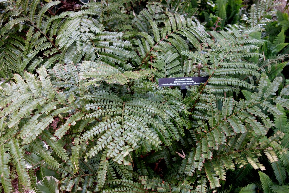 Didymochlaena truncatula - Longwood Gardens - DSC01056