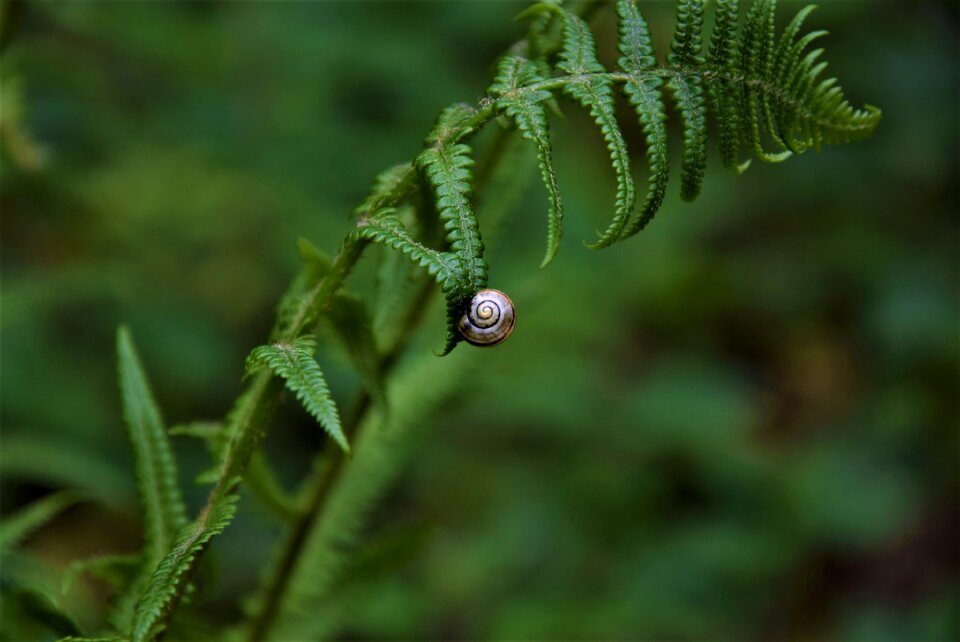 Snail animals macro