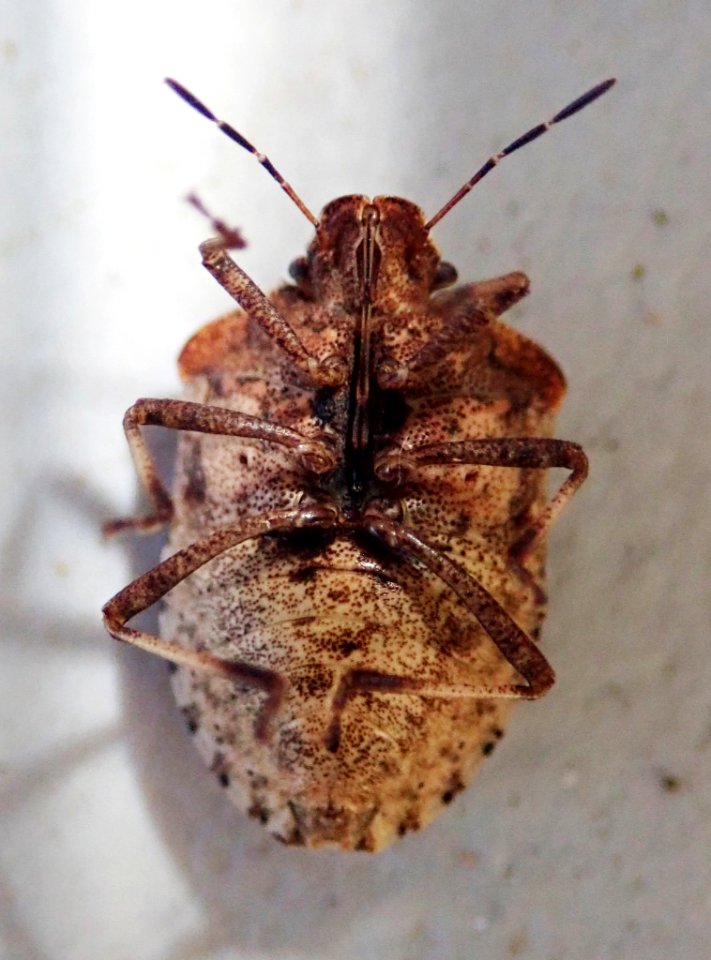 Dictyotus caenosus 59403535