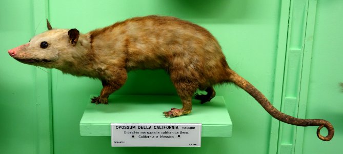 Didelphis marsupialis californica (male) - Museo Civico di Storia Naturale Giacomo Doria - Genoa, Italy - DSC02999