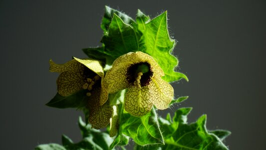 Toxic herbal medicine