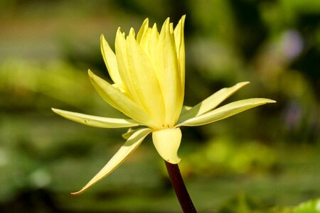 Blossom bloom bloom