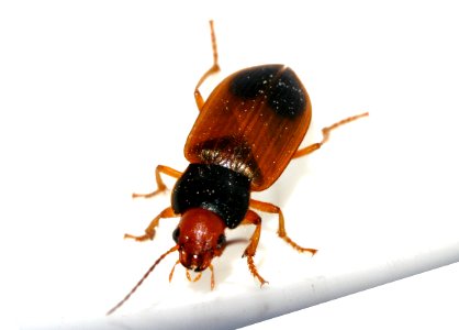 Diachromus-germanus-04-fws