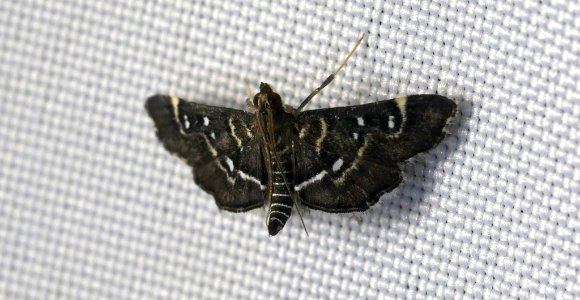 Diathrausta harlequinalis 60471028
