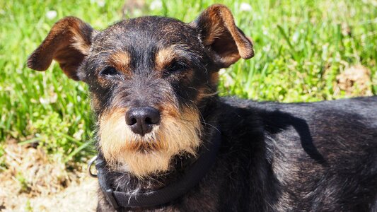 Animal miniature pinscher schnauzer photo