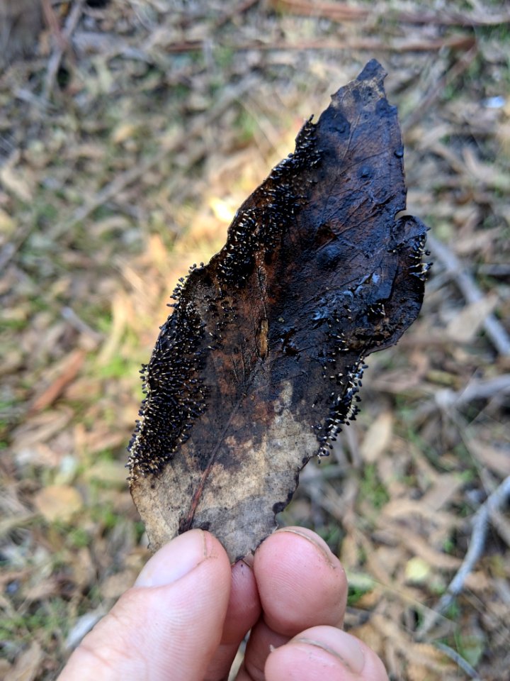 Diachea leucopodia 29421032