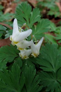 Dicentra cucullaria, 2021-04-11, Bird Park, 03