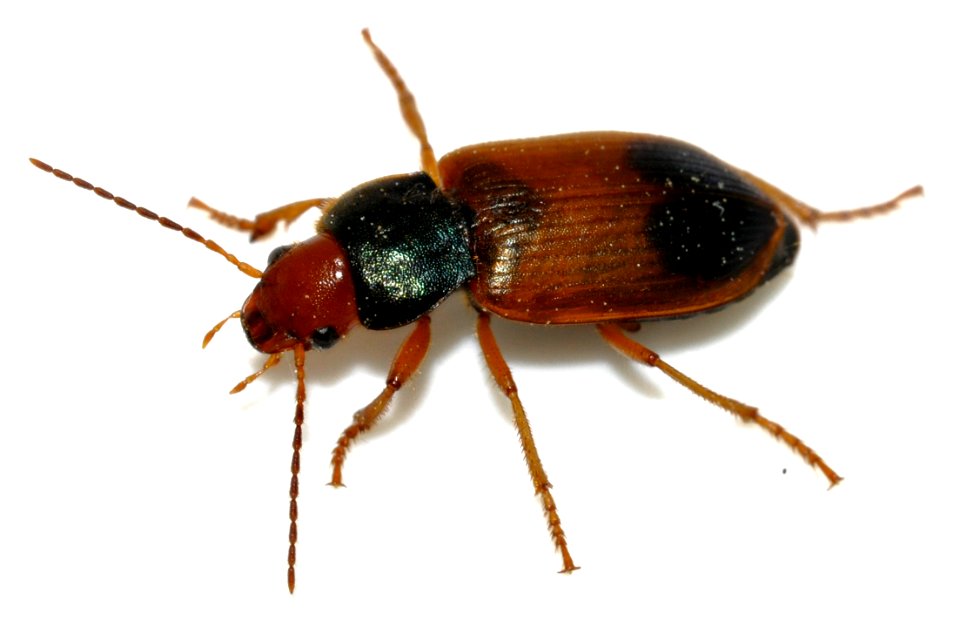 Diachromus-germanus-03-fws