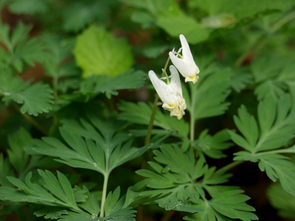 Dicentra cucullaria, 2021-04-11, Bird Park, 04