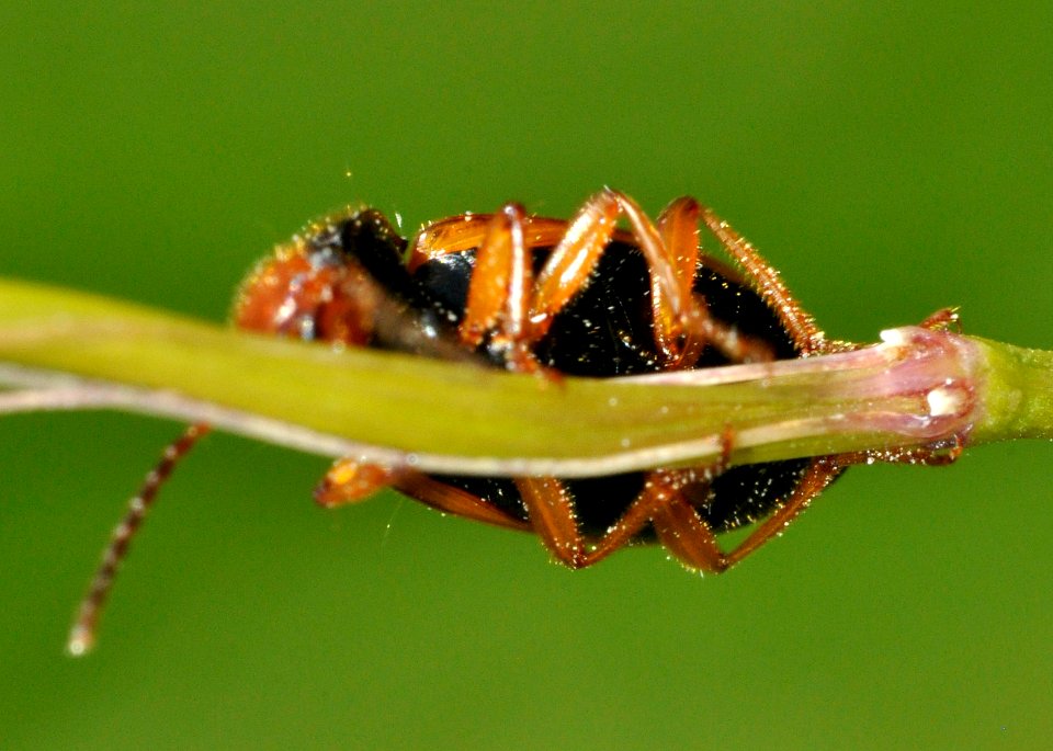 Diachromus-germanus-02-fws