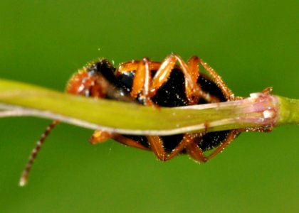 Diachromus-germanus-02-fws