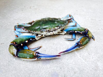 Seafood sea nature