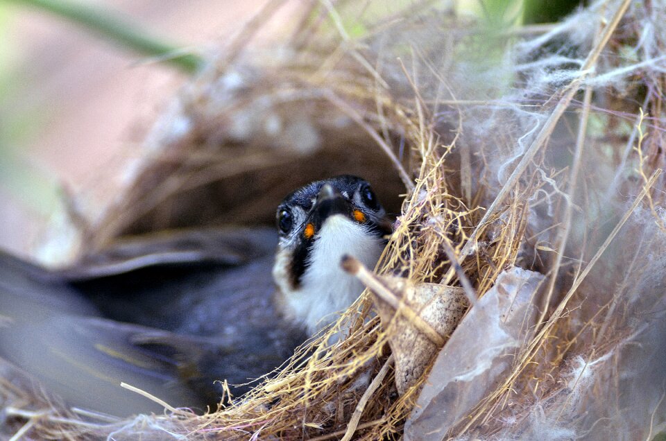 Outdoors nature chick