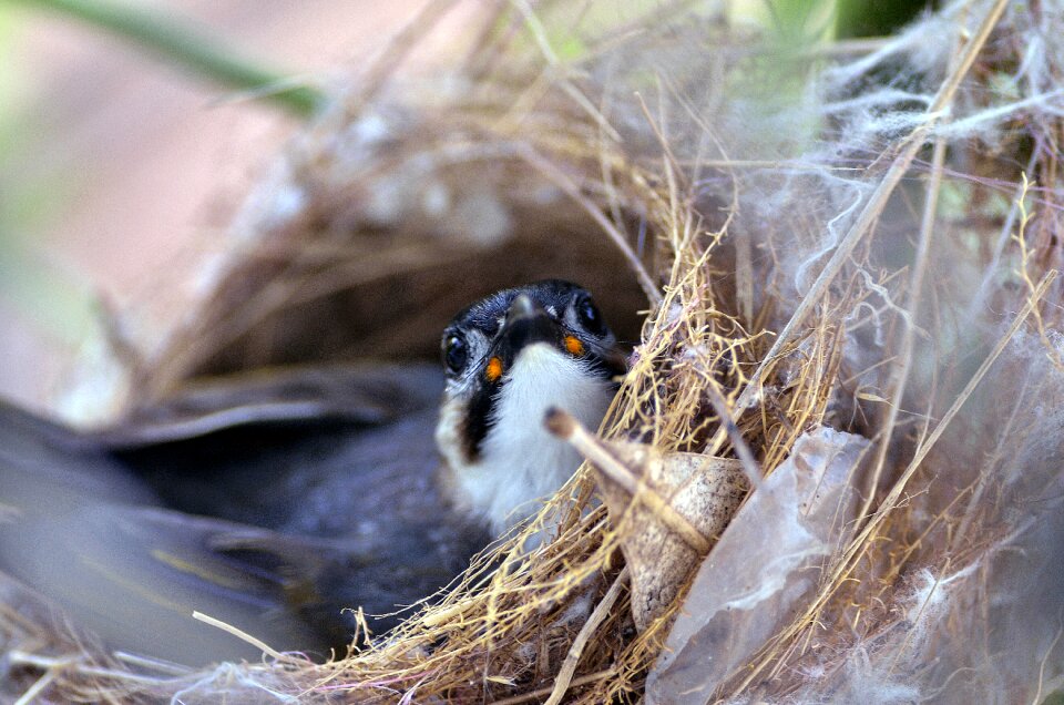 Outdoors nature chick photo