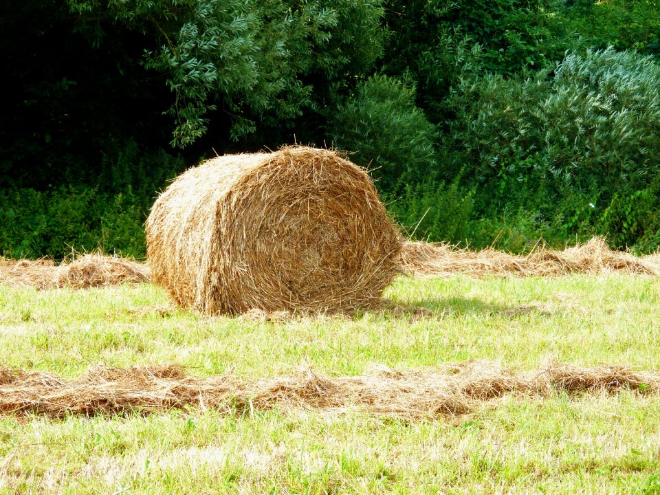 Agricultural bale harvest