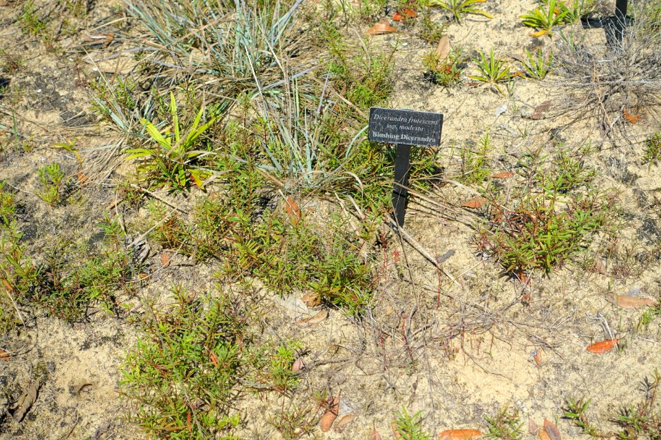 Dicerandra frutescens subsp. modesta - Bok Tower Gardens - DSC02161