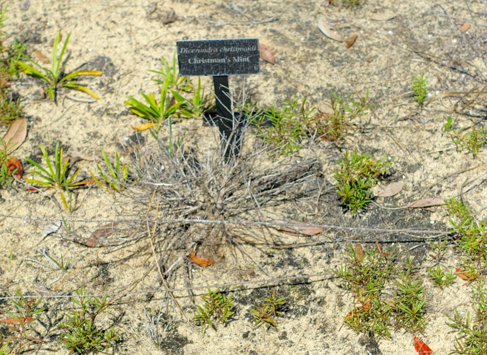 Dicerandra frutescens var. christmanii (Dicerandra christmanii) - Bok Tower Gardens - DSC02167