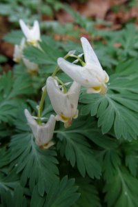 Dicentra cucullaria, 2021-04-11, Bird Park, 02