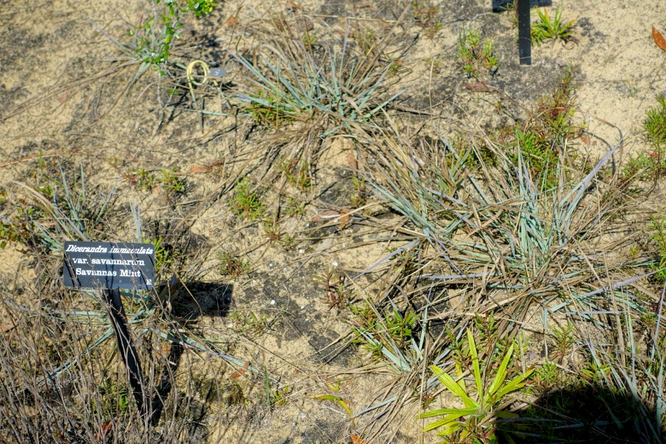 Dicerandra frutescens subsp. savannarum (Dicerandra immaculata var. savannarum) - Bok Tower Gardens - DSC02163