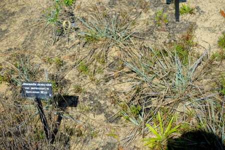Dicerandra frutescens subsp. savannarum (Dicerandra immaculata var. savannarum) - Bok Tower Gardens - DSC02163