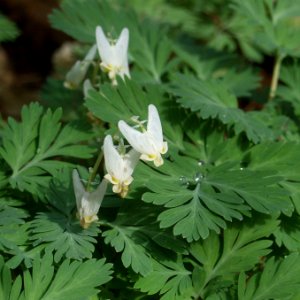 Dicentra cucullaria, 2021-04-11, Bird Park, 01